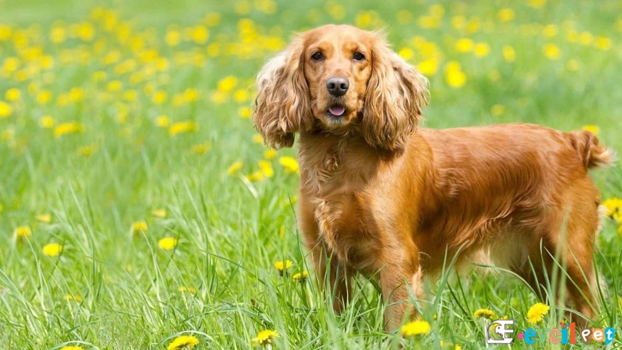 İngiliz Cocker Spaniel Fiziksel Özellikleri