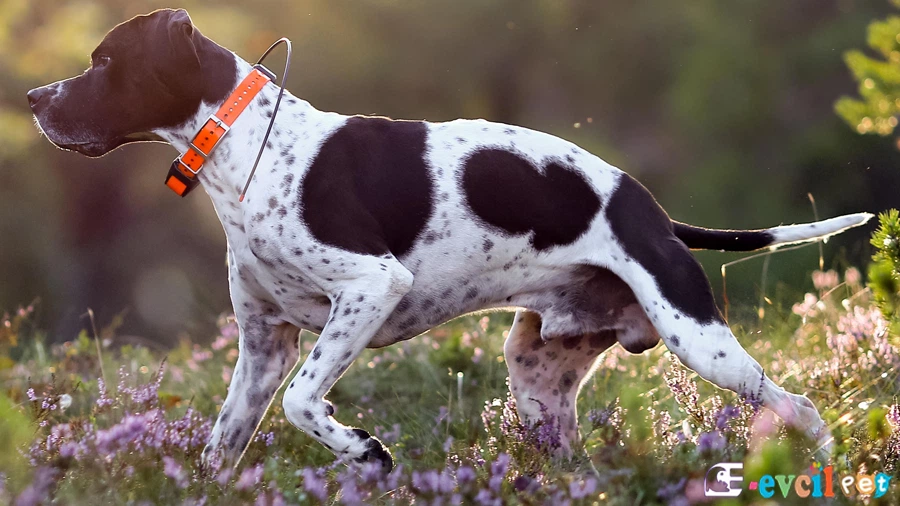 English Pointer English Pointer Fiziksel Özellikleri
