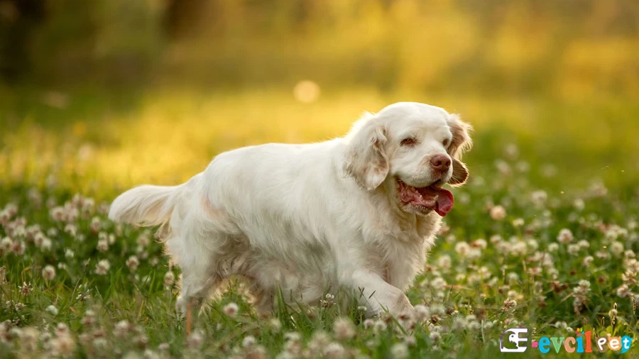 Clumber Spaniel Bakımı ve Beslenmesi