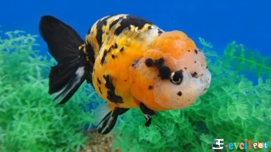 Ranchu Japon Balığı Ranchu Japon Balığı