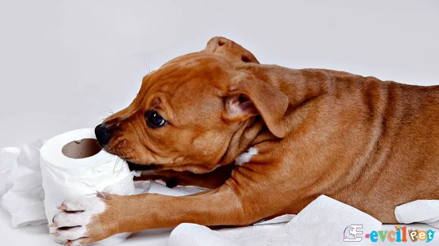 Yavru Köpeklerde Tuvalet Eğitimi