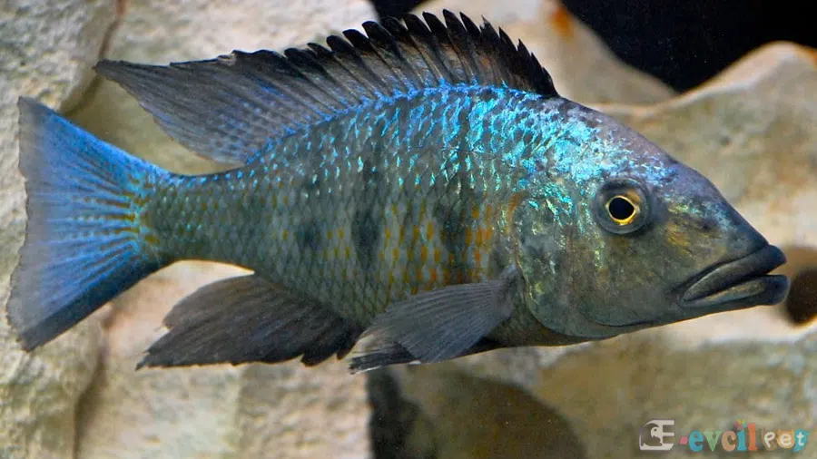 Fossorochromis rostratus (Kral Cichlid)