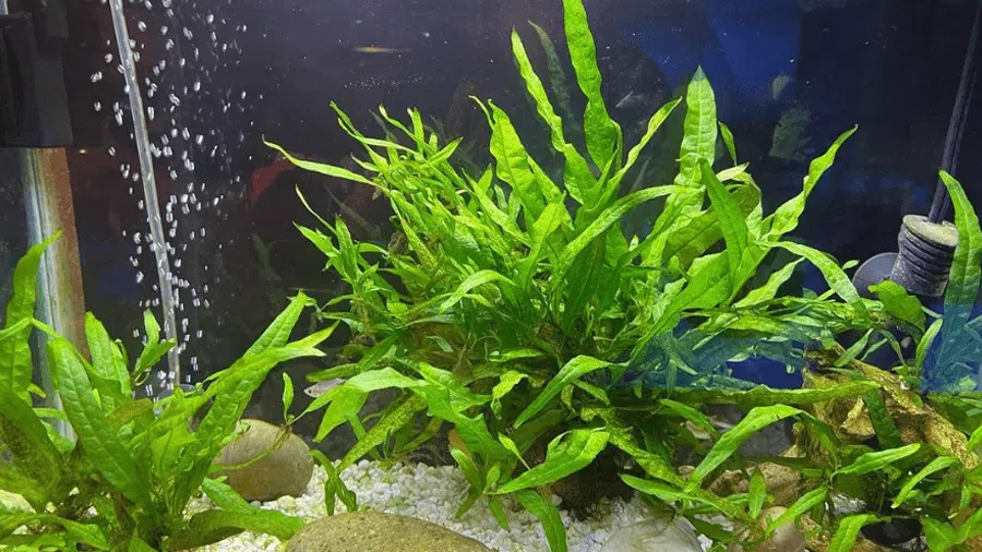 Java Fern