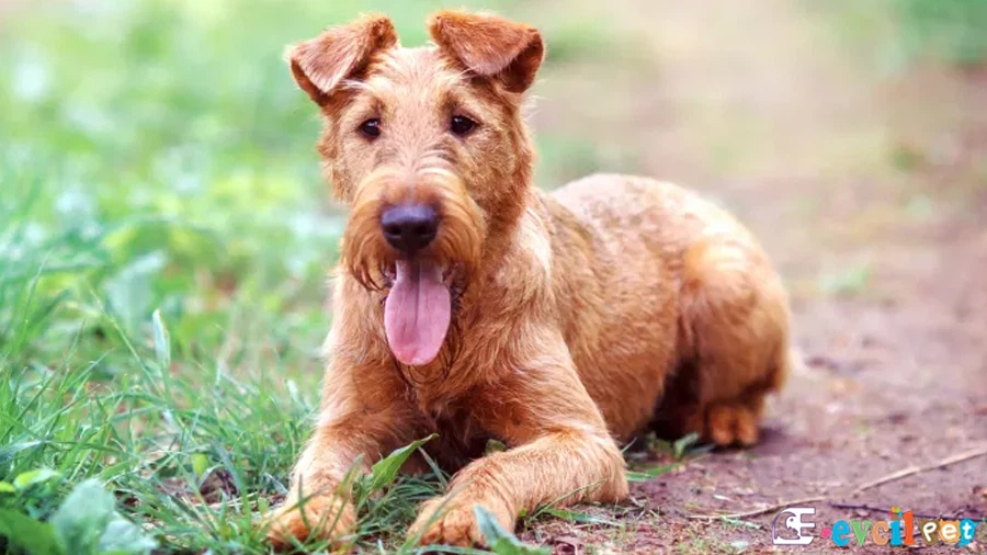 Irısh Terrier (İrlanda Teriyeri) Fiziksel Özellikleri