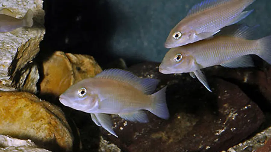 Neolamprologus mondabu Akvaryumu