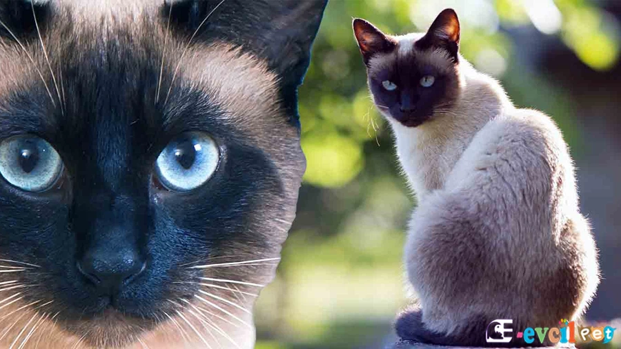 Siyam Temel Eğitimi ve Tuvalet Eğitimi