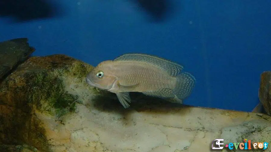 Telmatochromis burgeoni Erkek