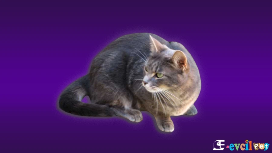 Brazilian Shorthair Kedi