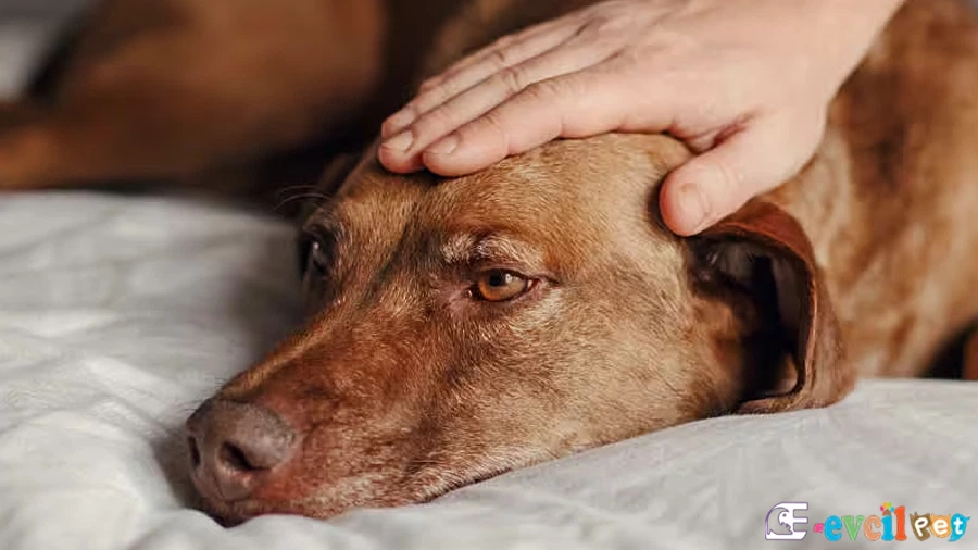Köpeklerde Kanser