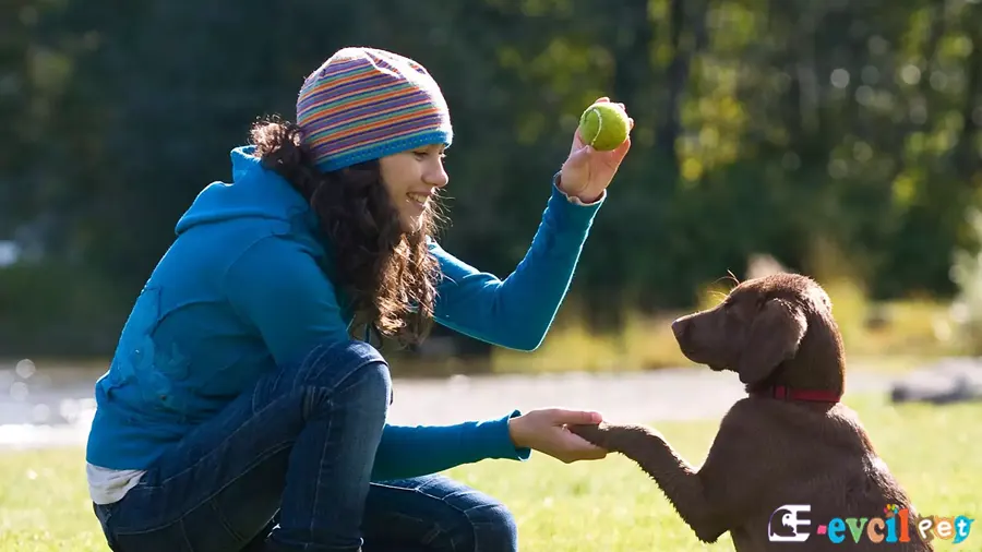 Yavru Köpek Eğitimi
