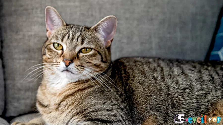 Tekir Genetik Sağlık Sorunları