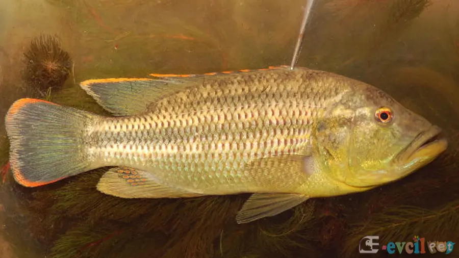 Serranochromis Robustus Erkek Baskın