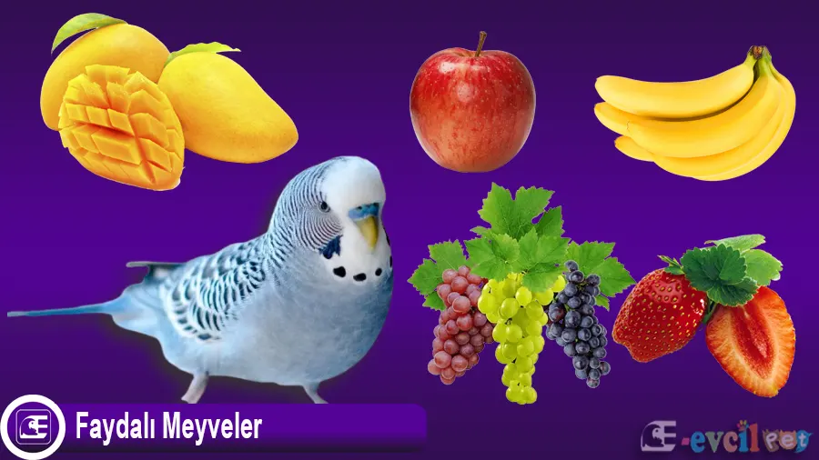Muhabbet Kuşları İçin Faydalı Meyveler