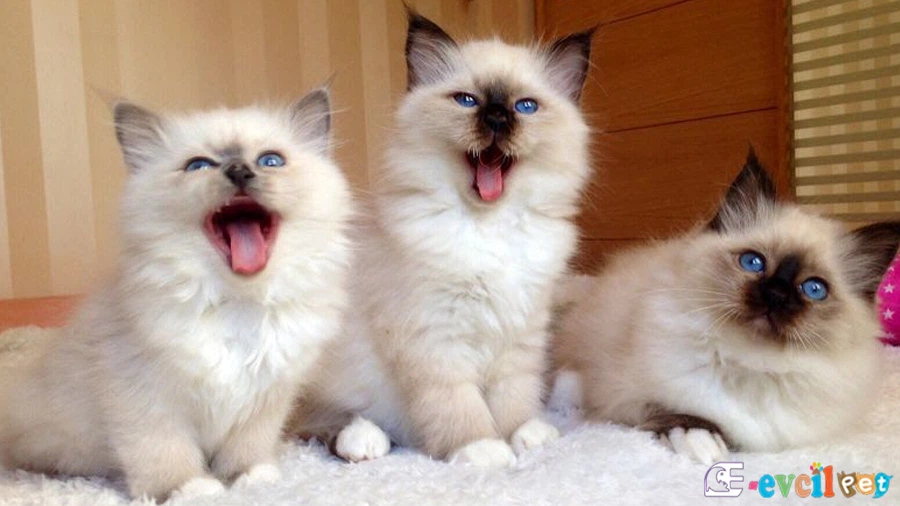 Birman Genetik Sağlık Sorunları