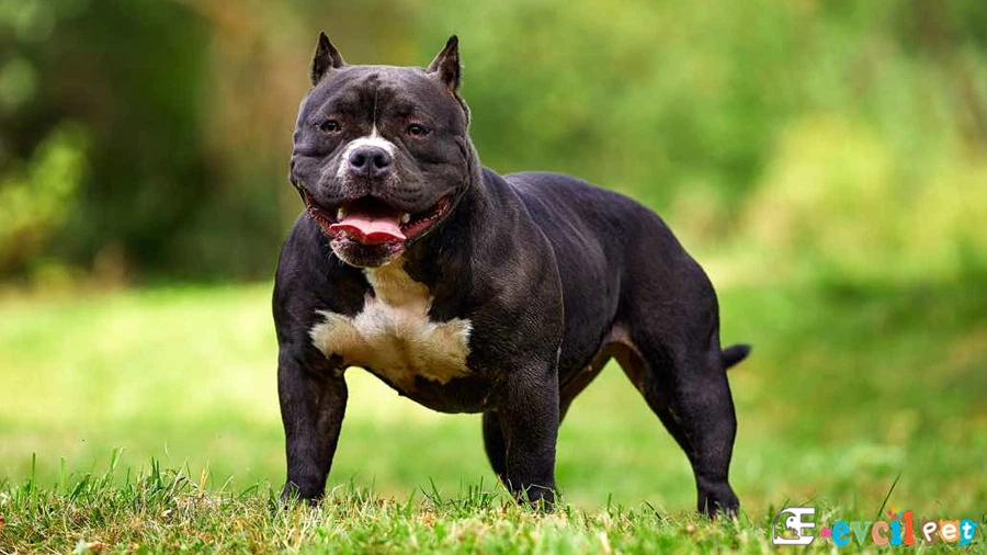 American Bully Bakımı ve Beslenmesi