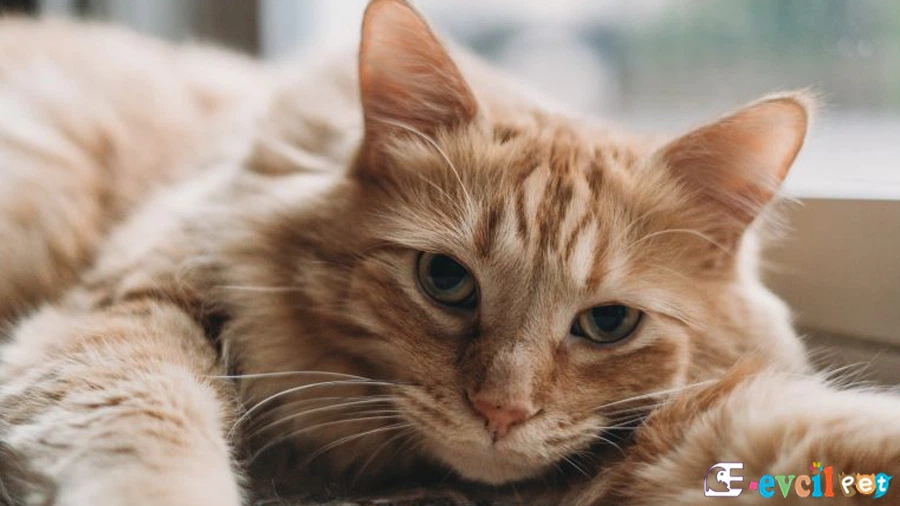 Domestic Medium Hair Kedisi