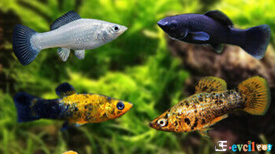 Moli Balığı (Poecilia Sphenops)