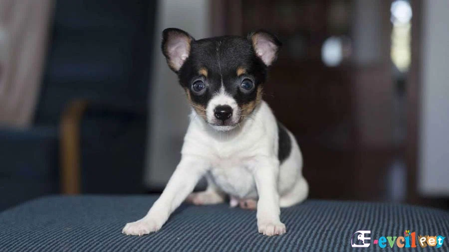 Toy Fox Terrier Genetik Sağlık Sorunları Hastalıkları