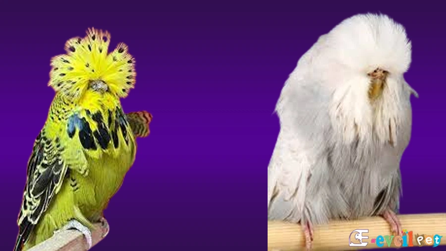 Show Jumbo Muhabbet Kuşu Çilli Yeşil Dişi ve Krem Dişi Renklerinde