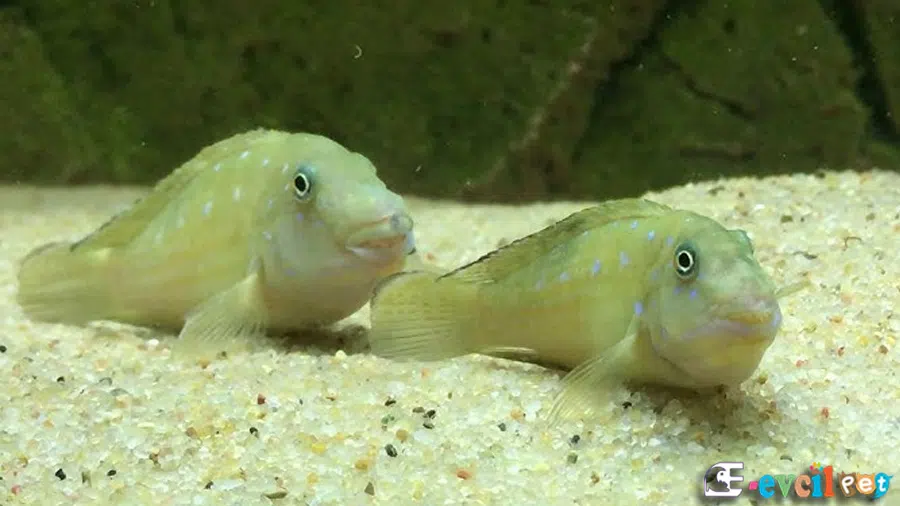 Spathodus erythrodon (Mavi Gobi) Erkek ve Dişi Kurlaşması