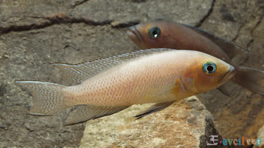 Neolamprologus Falcicula Çift