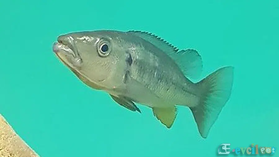 Rhamphochromis Longiceps Özellikleri
