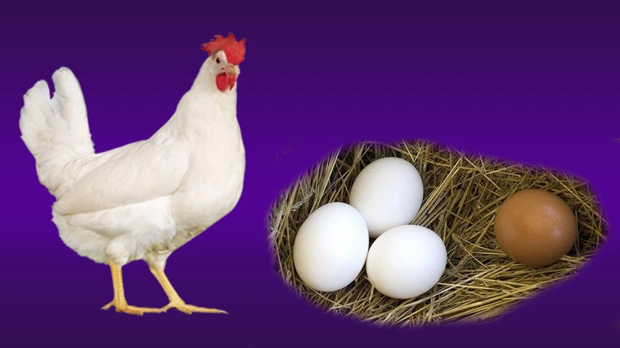 Ligorin Tavuk Özellikleri (Leghorn)