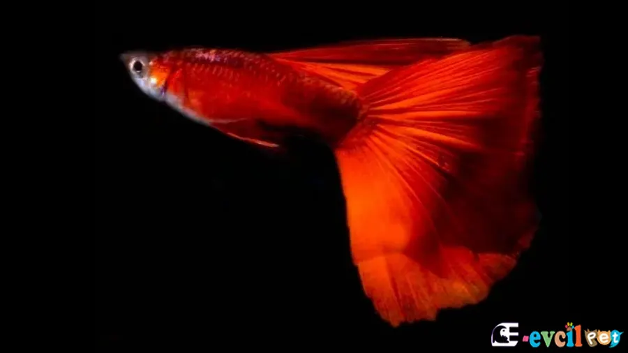 Lepistes Guppy Lepistes Guppy