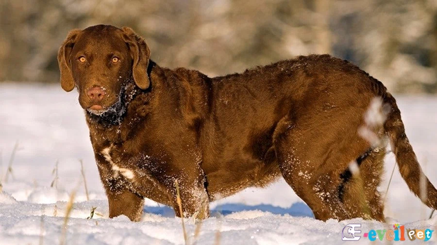 Chesapeake Bay Retriever Chesapeake Bay Retriever Temel Eğitimi ve Tuvalet Eğitimi