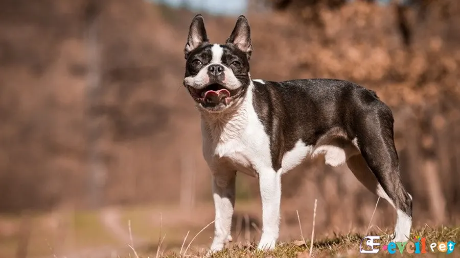 Boston Terrier Boston Terrier Fiziksel Özellikleri