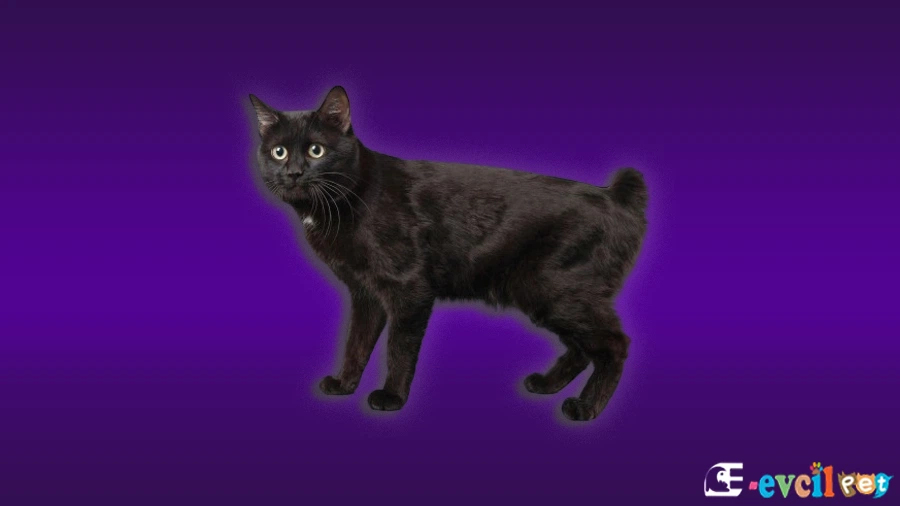 Kurilian Bobtail Kedi