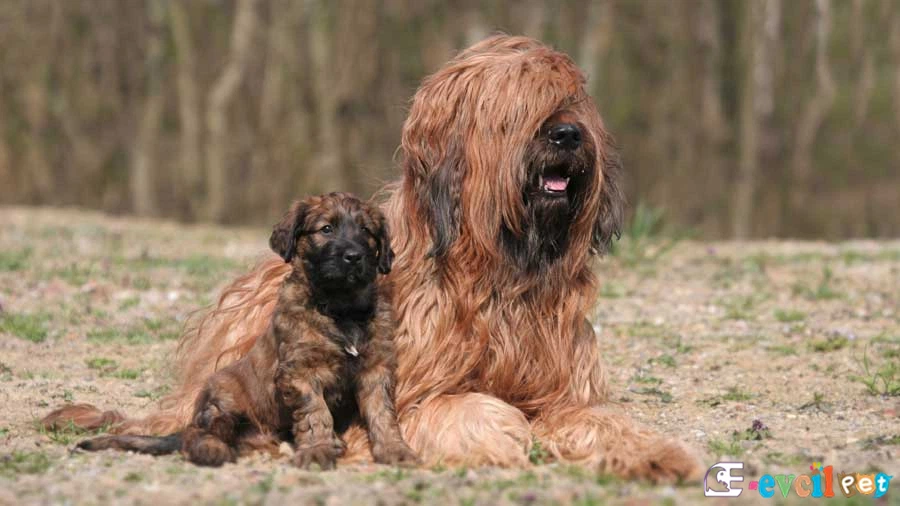 Briard Bakımı ve Beslenmesi