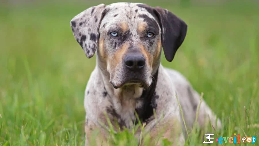 American Leopard Hound (American Leopard Cur) American Leopard Hound (American Leopard Cur)