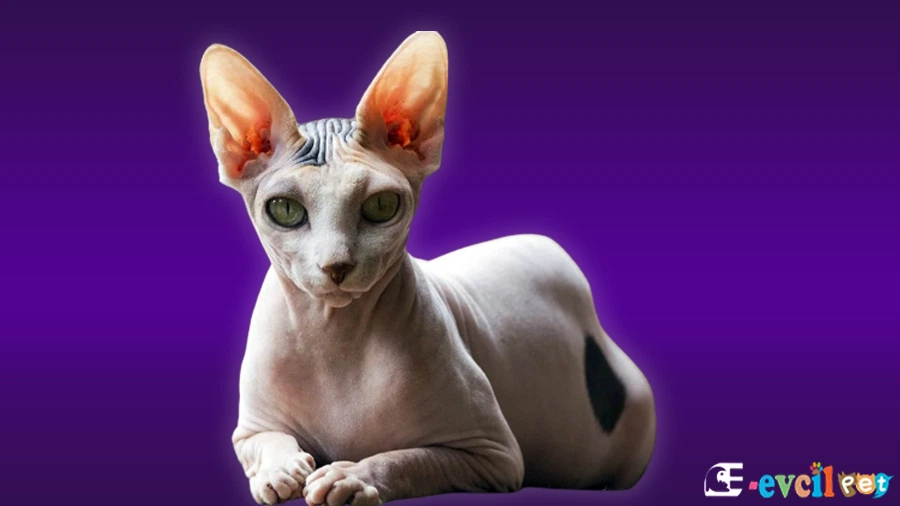 Peterbald Kedisi