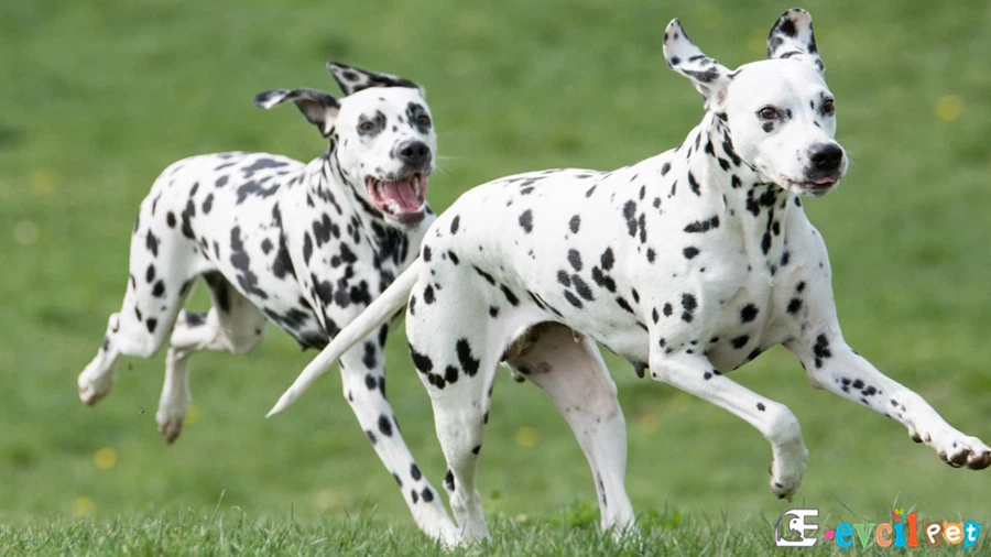 Dalmaçyalı (Dalmatian) Dalmaçyalı (Dalmatian)
