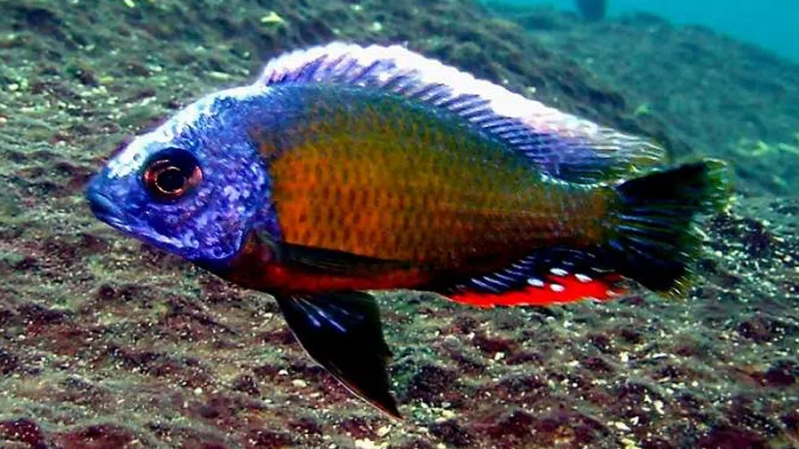 Protomelas sp. Steveni Taiwan Habitatı
