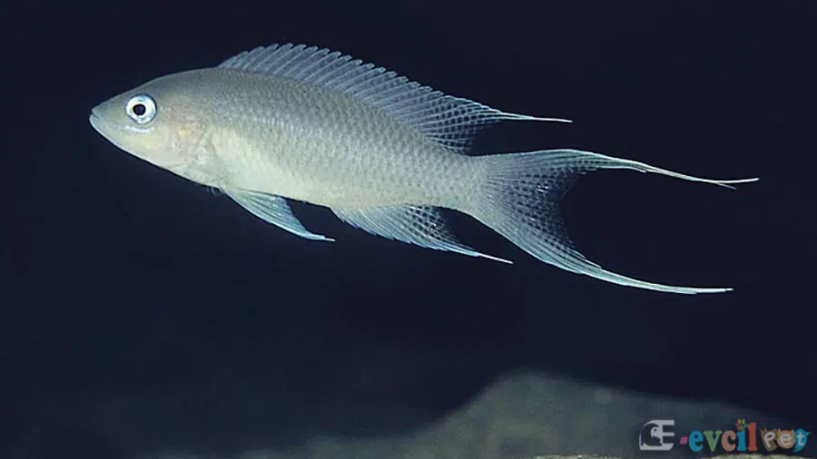 Neolamprologus Gracilis Erkek