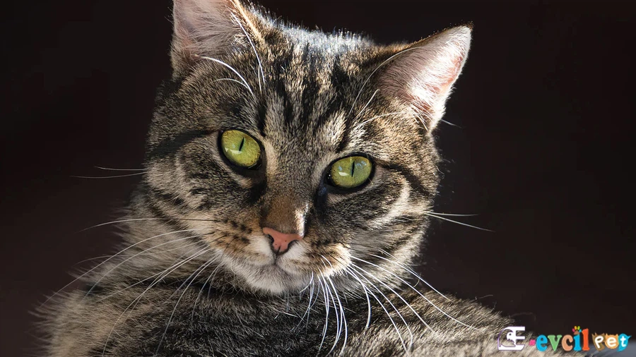 European Shorthair Kedisi