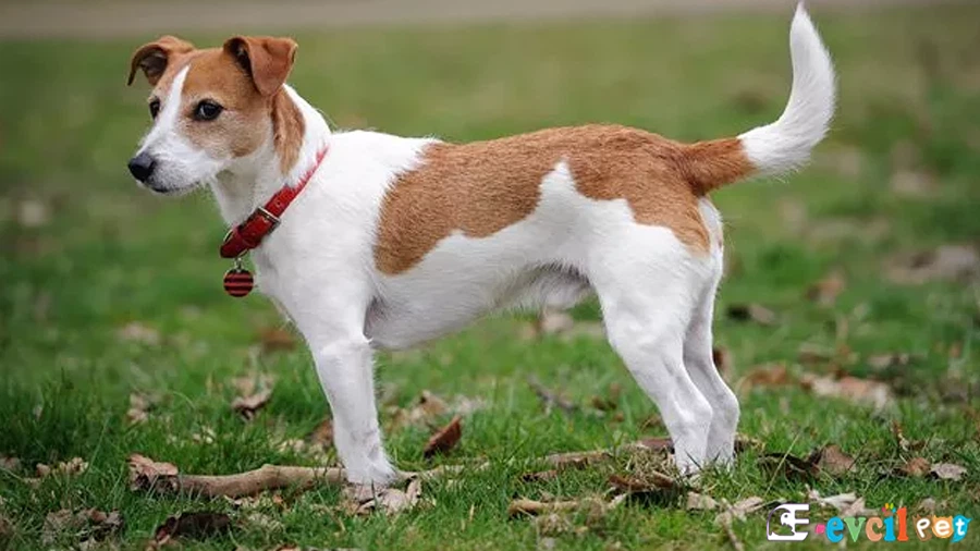 Parson Rusell Terrier Karakter Özellikleri