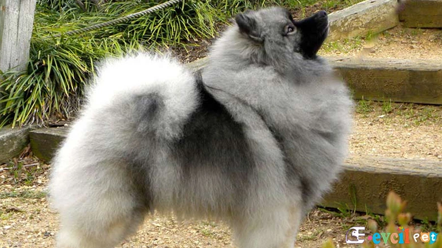 Keeshond Bakımı ve Beslenmesi
