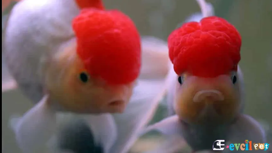 Oranda Japon Balığı