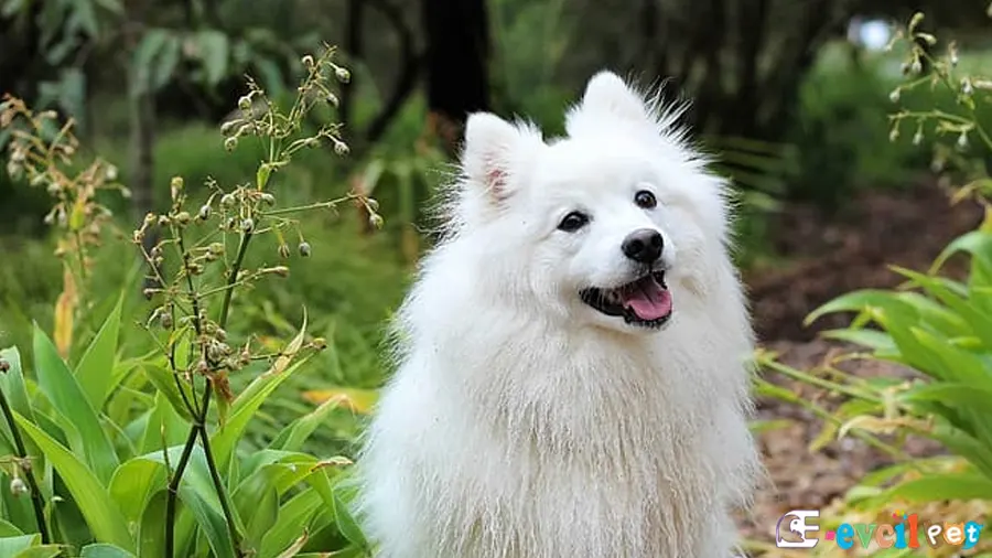 Amerikan Eskimo Fiziksel Özellikleri