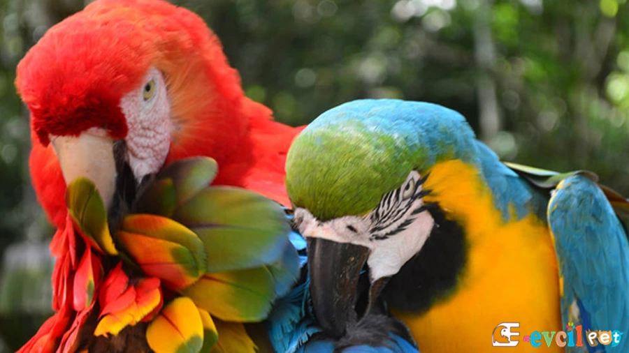 Ara Macaw Papağanı