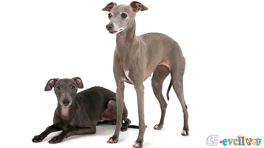 İtalyan Tazısı Fiziksel Özellikleri