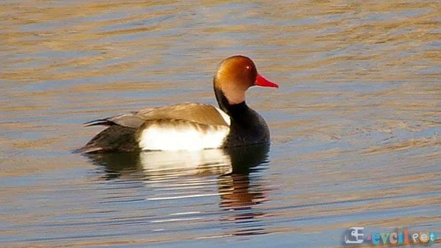 Macar Ördeği Gölde