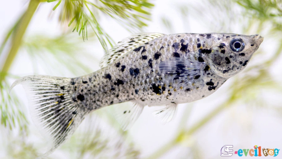 Moli Balığı (Poecilia Sphenops)