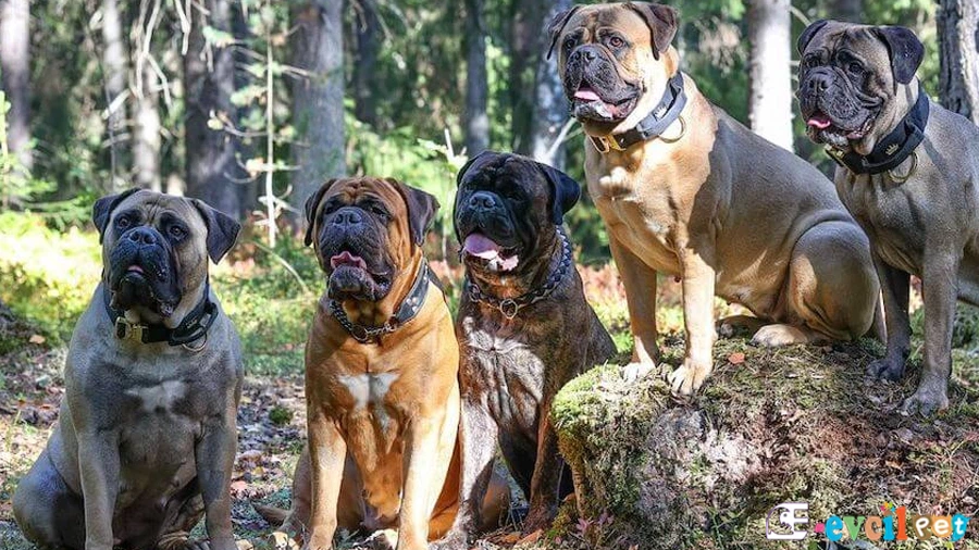 Bullmastiff Bullmastiff Genetik Sağlık Sorunları Hastalıkları