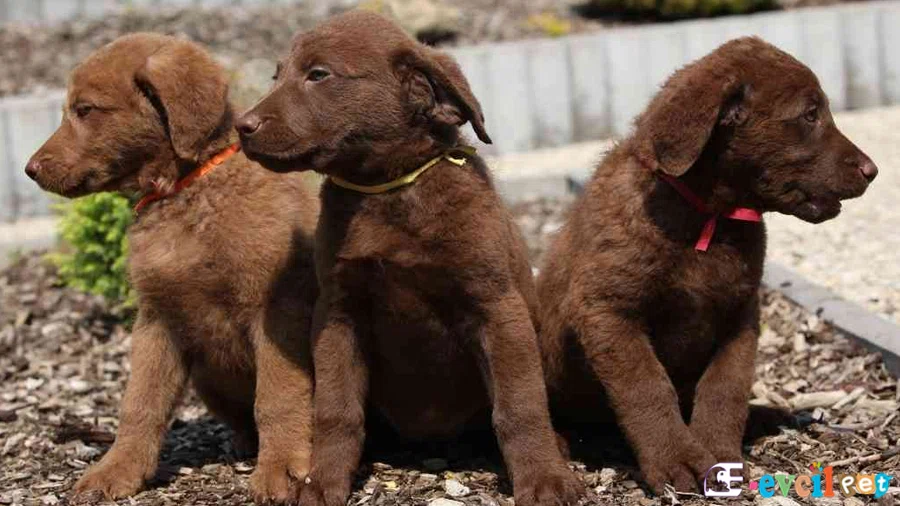 Chesapeake Bay Retriever Chesapeake Bay Retriever Genetik Sağlık Sorunları Hastalıkları