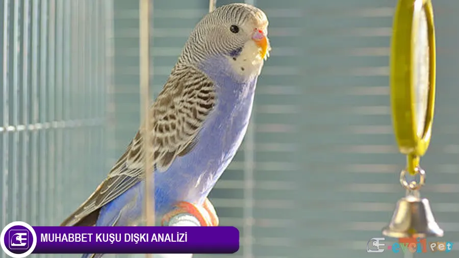 Muhabbet Kuşu Hastalık Teşhis ve Tedavi