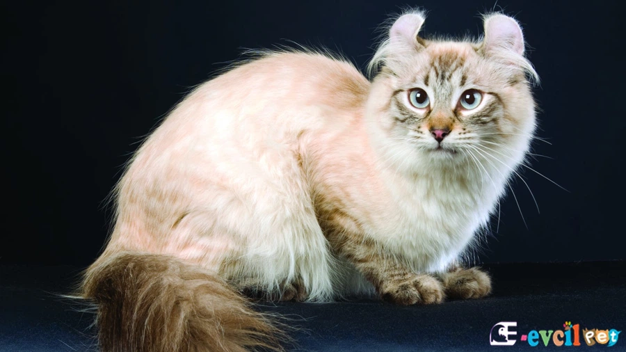 Amerikan Curl Bakımı ve Beslenmesi